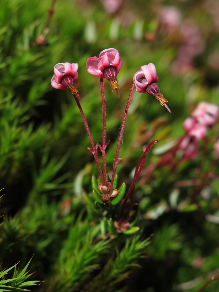 Vaccinium oxycoccos